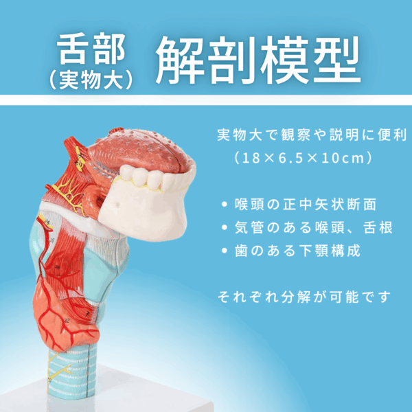 舌・下顎・歯・喉頭・気管部